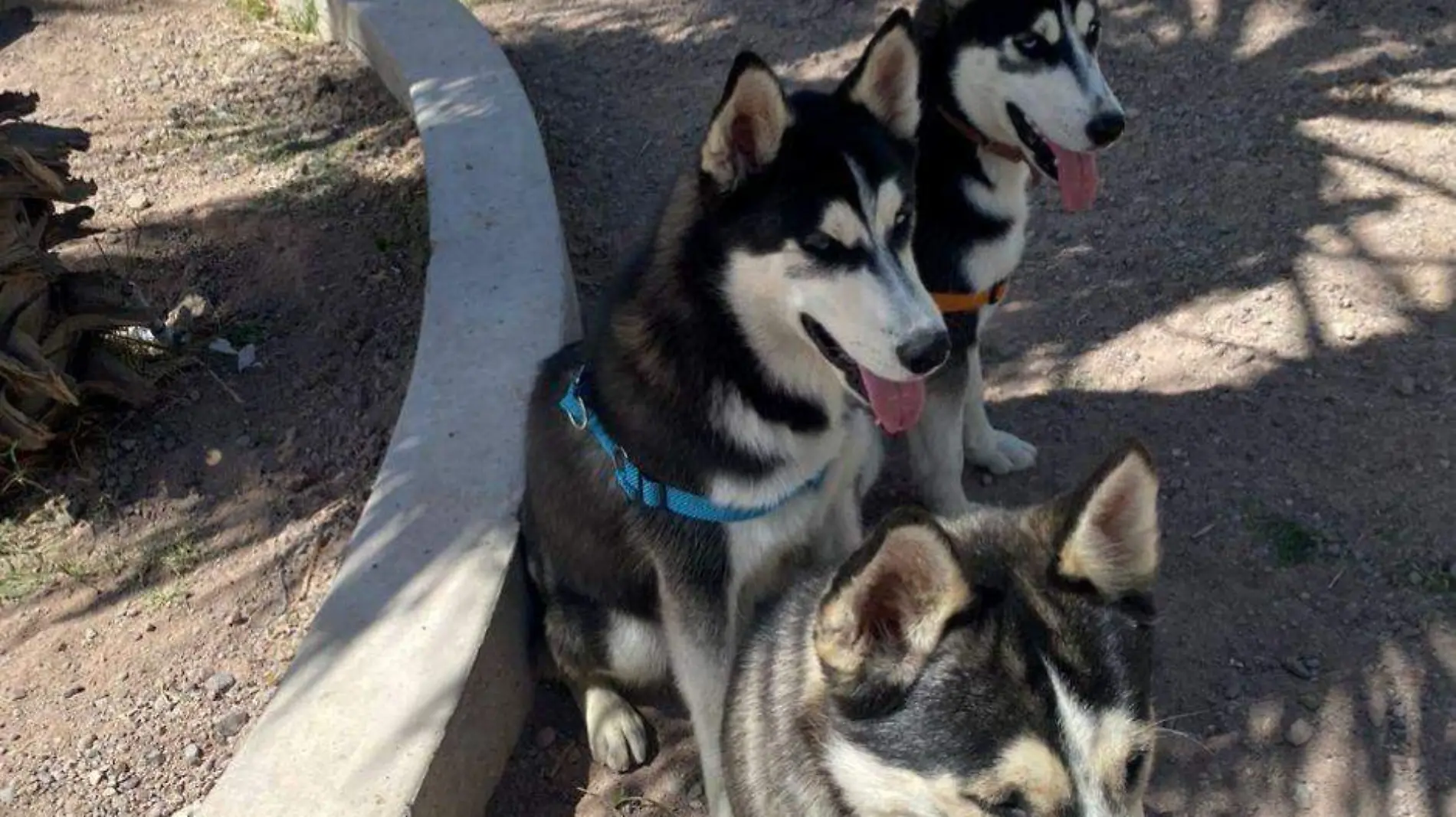 perros golpe de calor